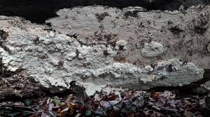 Attēlu rezultāti vaicājumam “Gloeoporus pannocinctus”