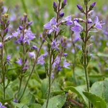 Image result for Veronica officinalis