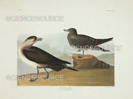 Attēlu rezultāti vaicājumam “Stercorarius parasiticus”