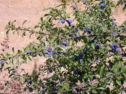 Attēlu rezultāti vaicājumam “Prunus domestica subsp. insitita fruit”