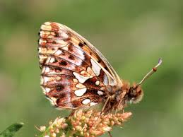 Attēlu rezultāti vaicājumam “Boloria dia upperside”
