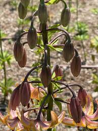 Attēlu rezultāti vaicājumam “Lilium martagon bud”