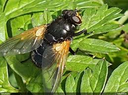 Attēlu rezultāti vaicājumam “Mesembrina meridiana”