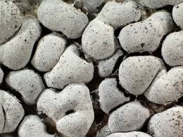 Attēlu rezultāti vaicājumam “Diderma globosum”