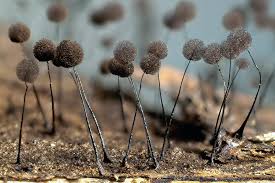 Attēlu rezultāti vaicājumam “Comatricha tenerrima”