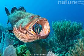 Image result for Mycteroperca bonaci