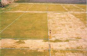 Attēlu rezultāti vaicājumam “Pistillaria sp.”