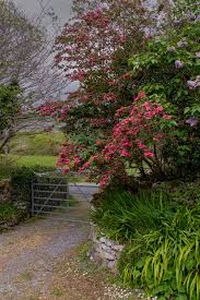 Attēlu rezultāti vaicājumam “Crataegus laevigata flower”