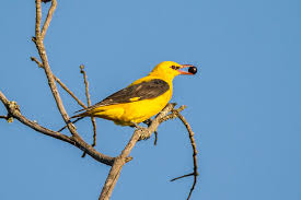 Attēlu rezultāti vaicājumam “Oriolus oriolus”