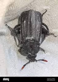 Attēlu rezultāti vaicājumam “Necrodes littoralis”