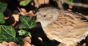 Attēlu rezultāti vaicājumam “Prunella modularis adult”