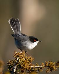 Attēlu rezultāti vaicājumam “Sylvia curruca adult”