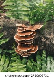 Attēlu rezultāti vaicājumam “Amaurochaete atra young”