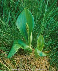 Attēlu rezultāti vaicājumam “Listera ovata bud”