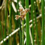 Attēlu rezultāti vaicājumam “Schoenoplectus lacustris subsp. glaucus flower”