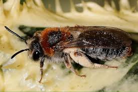 Attēlu rezultāti vaicājumam “Andrena haemorrhoa female”