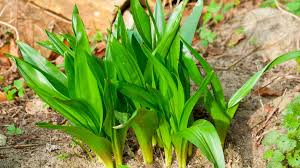 Image result for Herbstzeitlose