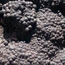 Attēlu rezultāti vaicājumam “Hypoxylon multiforme”