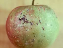 Attēlu rezultāti vaicājumam “Lepidosaphes ulmi imago”