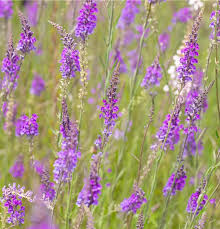 Image result for Linaria purpurea