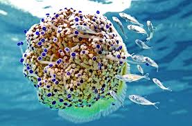 Image result for Trachurus trachurus