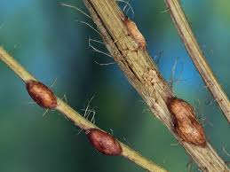 Attēlu rezultāti vaicājumam “Aulacidea hieracii”