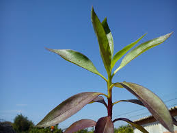 Attēlu rezultāti vaicājumam “Willkommlangea reticulata young”