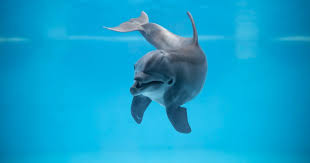 Image result for Dolphin Sub Aqua