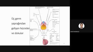 Image result for b%FD%E7ak anatomisi