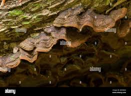 Attēlu rezultāti vaicājumam “Hymenochaete rubiginosa”