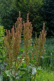 Attēlu rezultāti vaicājumam “Rumex confertus”