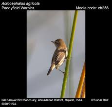 Image result for Acrocephalus agricola