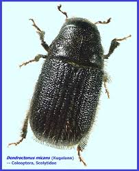 Attēlu rezultāti vaicājumam “Scolytidae”