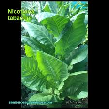 Attēlu rezultāti vaicājumam “Nicotiana tabacum leaf”