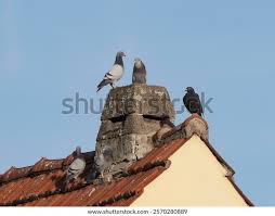 Attēlu rezultāti vaicājumam “Columba livia f. domestica adult”