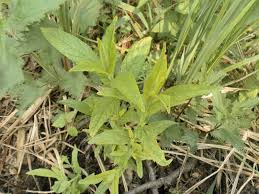 Attēlu rezultāti vaicājumam “Stachys palustris bud”