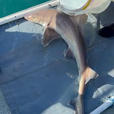 Image result for Mustelus