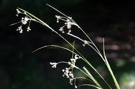 Attēlu rezultāti vaicājumam “Luzula luzuloides”