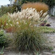 Attēlu rezultāti vaicājumam “Sesleria caerulea bud”
