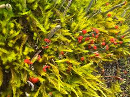 Attēlu rezultāti vaicājumam “Cladonia floerkeana”