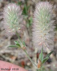 Attēlu rezultāti vaicājumam “Trifolium arvense leaf”