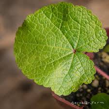 Image result for Alcea rosea nigra