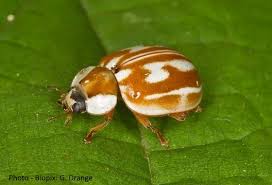 Attēlu rezultāti vaicājumam “Myzia oblongoguttata”