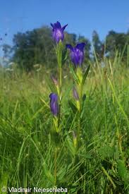 Attēlu rezultāti vaicājumam “Gentiana pneumonanthe leaf”