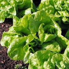 Attēlu rezultāti vaicājumam “Lactuca sativa”