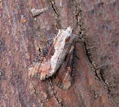 Attēlu rezultāti vaicājumam “Apamea ophiogramma”