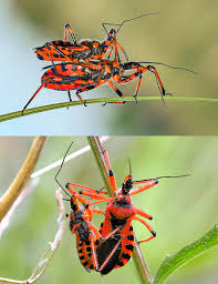 Attēlu rezultāti vaicājumam “Rhynocoris annulatus nymph”