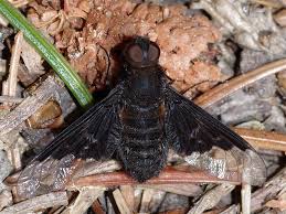 Attēlu rezultāti vaicājumam “Hemipenthes morio”