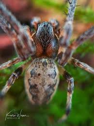 Attēlu rezultāti vaicājumam “Larinioides cornutus male”