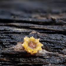 Attēlu rezultāti vaicājumam “Sphaerobolus stellatus”